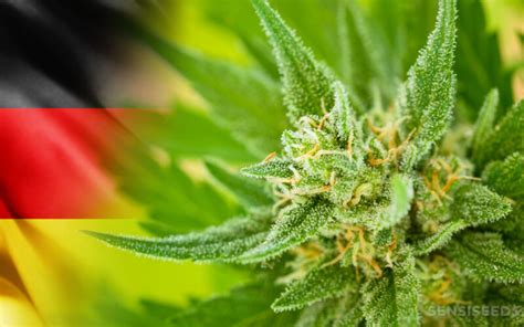 cannabis legalisierung in deutschland